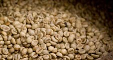 Las semillas de los frutos de café rojo se extraen y se secan